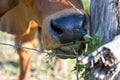A cow eating grass beside a barbed wire The young grass of the cow that cows like the idea of Ã¢â¬â¹Ã¢â¬â¹getting good things are at
